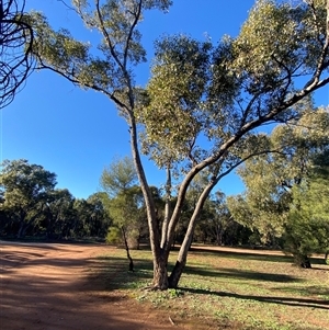 Eucalyptus populnea at Myall Park, NSW - 4 Jul 2024