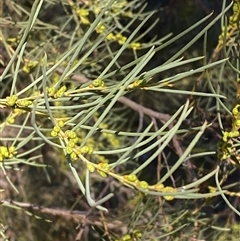 Hakea tephrosperma (Hooked Needlewood) at Myall Park, NSW - 3 Jul 2024 by Tapirlord