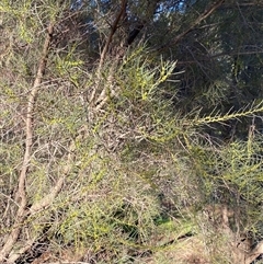 Hakea tephrosperma at Myall Park, NSW - 4 Jul 2024 09:17 AM