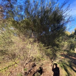 Hakea tephrosperma at Myall Park, NSW - 4 Jul 2024 09:17 AM