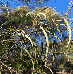 Acacia doratoxylon (Currawang) at Myall Park, NSW - 4 Jul 2024 by Tapirlord