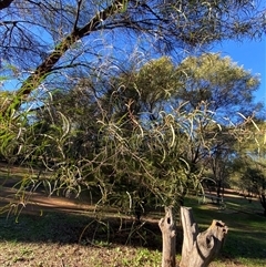 Acacia doratoxylon at Myall Park, NSW - 4 Jul 2024 09:17 AM