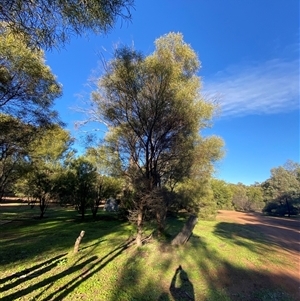 Acacia doratoxylon at Myall Park, NSW - 4 Jul 2024 09:17 AM