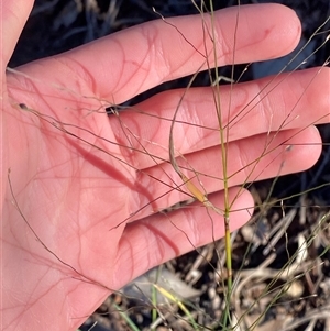 Panicum effusum at Myall Park, NSW - 4 Jul 2024 09:14 AM