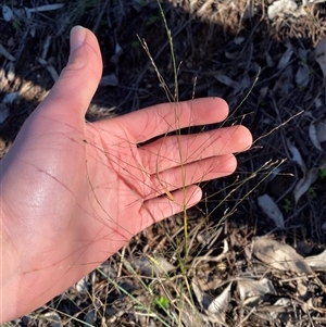 Panicum effusum at Myall Park, NSW - 4 Jul 2024 09:14 AM