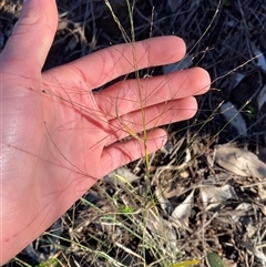 Panicum effusum at Myall Park, NSW - 4 Jul 2024 09:14 AM