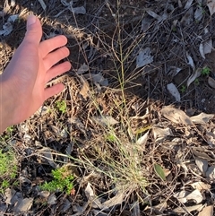 Panicum effusum at Myall Park, NSW - 4 Jul 2024 09:14 AM