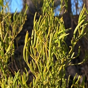 Senna artemisioides subsp. zygophylla at Myall Park, NSW - 4 Jul 2024 09:13 AM