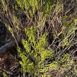 Senna artemisioides subsp. zygophylla at Myall Park, NSW - 4 Jul 2024 09:13 AM