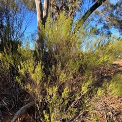 Senna artemisioides subsp. zygophylla at Myall Park, NSW - 4 Jul 2024 09:13 AM