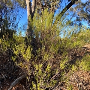 Senna artemisioides subsp. zygophylla at Myall Park, NSW - 4 Jul 2024