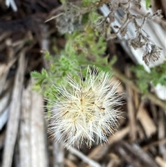 Vittadinia dissecta (Dissected New Holland Daisy) at Myall Park, NSW - 4 Jul 2024 by Tapirlord