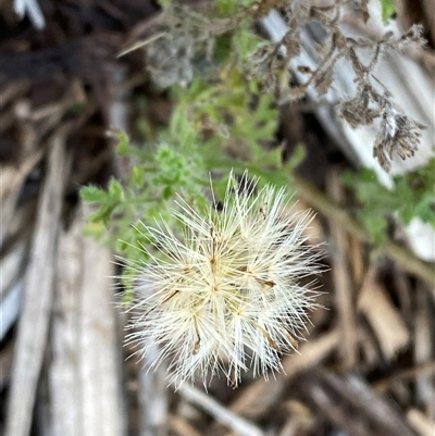 Vittadinia dissecta (Dissected New Holland Daisy) at Myall Park, NSW - 3 Jul 2024 by Tapirlord