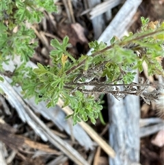 Vittadinia dissecta at Myall Park, NSW - 4 Jul 2024