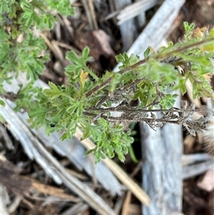 Vittadinia dissecta at Myall Park, NSW - 4 Jul 2024 09:05 AM