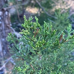 Callitris endlicheri (Black Cypress Pine) at Myall Park, NSW - 3 Jul 2024 by Tapirlord