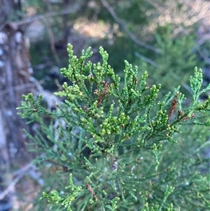 Callitris endlicheri at Myall Park, NSW - 4 Jul 2024 09:04 AM