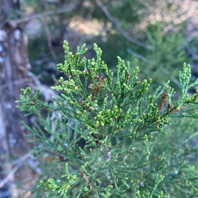 Callitris endlicheri (Black Cypress Pine) at Myall Park, NSW - 4 Jul 2024 by Tapirlord