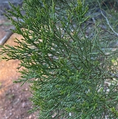 Callitris endlicheri at Myall Park, NSW - 4 Jul 2024 09:04 AM