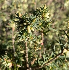 Melichrus urceolatus (Urn Heath) at Myall Park, NSW - 3 Jul 2024 by Tapirlord