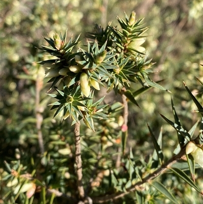 Melichrus urceolatus (Urn Heath) at Myall Park, NSW - 3 Jul 2024 by Tapirlord