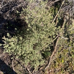 Melichrus urceolatus at Myall Park, NSW - 4 Jul 2024