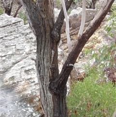 Unverified at suppressed - suppressed