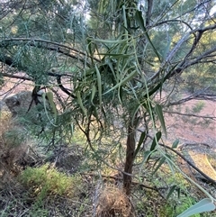 Parsonsia eucalyptophylla (Gargaloo) at Myall Park, NSW - 3 Jul 2024 by Tapirlord