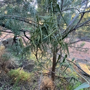 Parsonsia eucalyptophylla (Gargaloo) at Myall Park, NSW by Tapirlord