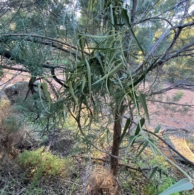 Parsonsia eucalyptophylla (Gargaloo) at Myall Park, NSW - 4 Jul 2024 by Tapirlord