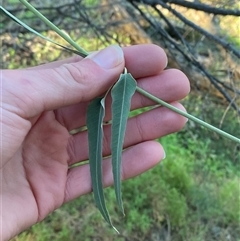 Parsonsia eucalyptophylla at Myall Park, NSW - 4 Jul 2024