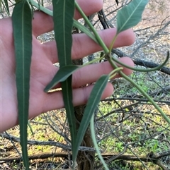 Parsonsia eucalyptophylla at Myall Park, NSW - 4 Jul 2024