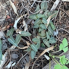 Parsonsia eucalyptophylla at Myall Park, NSW - 4 Jul 2024