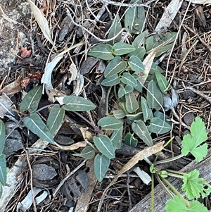 Parsonsia eucalyptophylla at Myall Park, NSW - 4 Jul 2024 09:02 AM