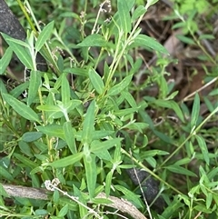 Einadia nutans subsp. nutans (Climbing Saltbush) at Myall Park, NSW - 4 Jul 2024 by Tapirlord