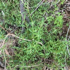 Einadia nutans subsp. nutans at Myall Park, NSW - 4 Jul 2024