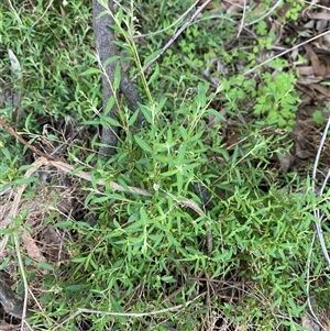 Einadia nutans subsp. nutans at Myall Park, NSW - 4 Jul 2024 09:02 AM