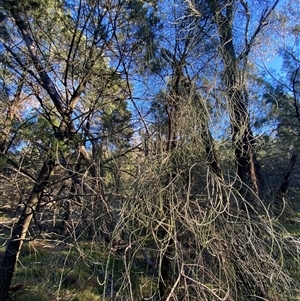 Allocasuarina luehmannii at Myall Park, NSW - 4 Jul 2024