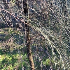 Allocasuarina luehmannii at Myall Park, NSW - 4 Jul 2024 08:59 AM