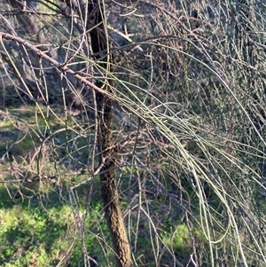 Allocasuarina luehmannii at Myall Park, NSW - 4 Jul 2024