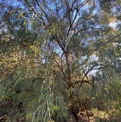 Geijera parviflora (Wilga) at Myall Park, NSW - 3 Jul 2024 by Tapirlord