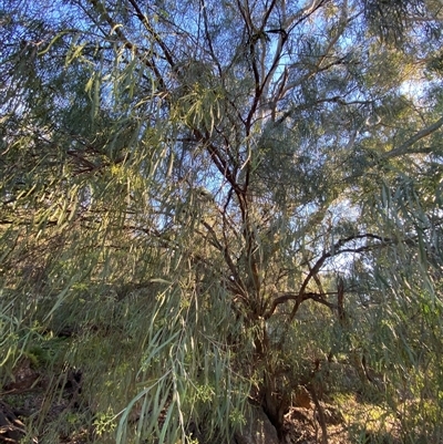 Geijera parviflora (Wilga) at Myall Park, NSW - 3 Jul 2024 by Tapirlord