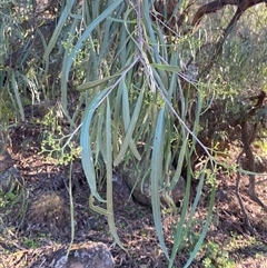 Geijera parviflora at Myall Park, NSW - 4 Jul 2024