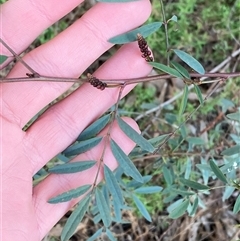 Indigofera australis subsp. australis (Australian Indigo) at Myall Park, NSW - 4 Jul 2024 by Tapirlord