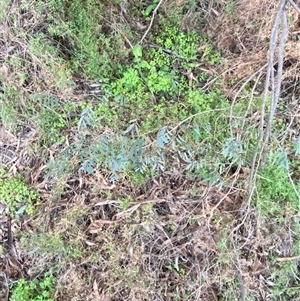 Indigofera australis subsp. australis at Myall Park, NSW - 4 Jul 2024