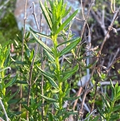 Gonocarpus elatus (Hill Raspwort) at Myall Park, NSW - 4 Jul 2024 by Tapirlord