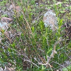 Gonocarpus elatus at Myall Park, NSW - 4 Jul 2024 08:56 AM