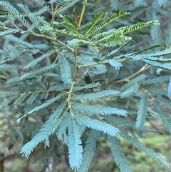 Acacia deanei subsp. paucijuga (Green Wattle) at Myall Park, NSW - 4 Jul 2024 by Tapirlord