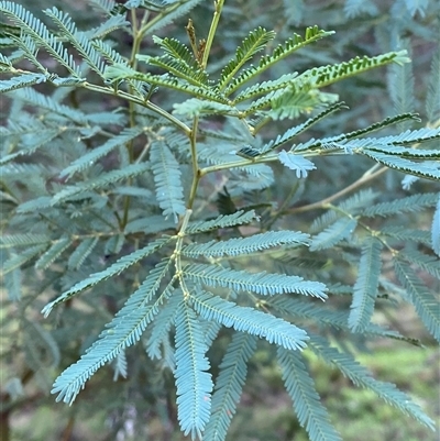 Acacia deanei subsp. paucijuga (Green Wattle) at Myall Park, NSW - 3 Jul 2024 by Tapirlord