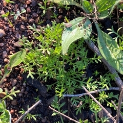 Cotula australis (Common Cotula, Carrot Weed) at Myall Park, NSW - 3 Jul 2024 by Tapirlord